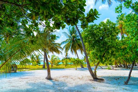 Palm trees against the blue sky and white clouds.の写真素材