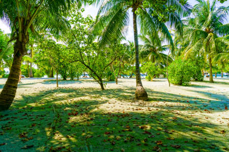 Sandy Beach Shaded by Palm Trees and Covered with Fallen Leavesの写真素材