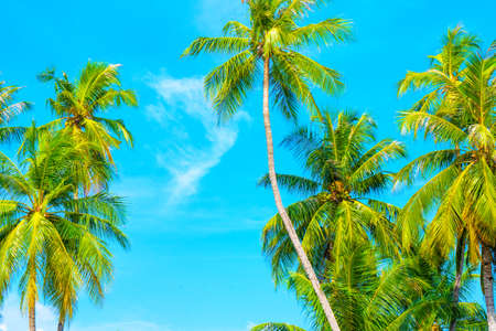 Beach summer vacation holidays background with coconut palm trees and hanging palm tree leaves