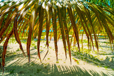 Beach summer vacation holidays background with coconut palm trees and hanging palm tree leavesの写真素材