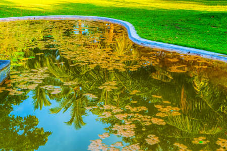 Reflection of coconut palm trees around the pond
