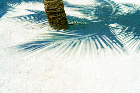 View of Tree Trunk on White Sandy Beach and Shadow of Palm Leaves
