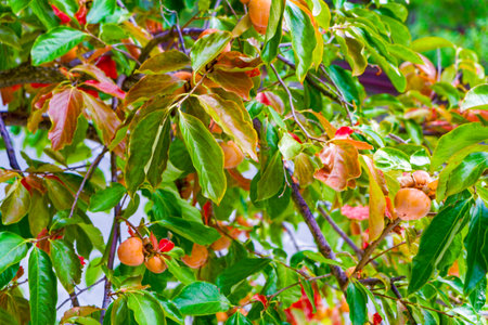 Green, fruit tree with large juicy fruits stands near the asphalt road.の写真素材