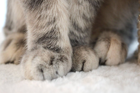 Baby kittenの写真素材