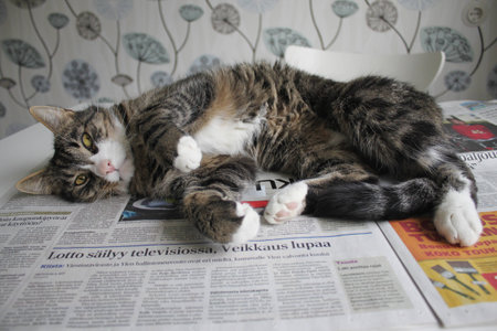 A cute cat rolling on a Finnish newspaperの写真素材