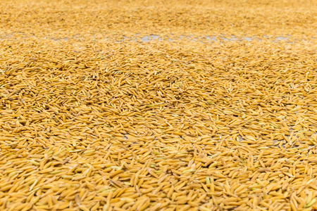 paddy riceの写真素材