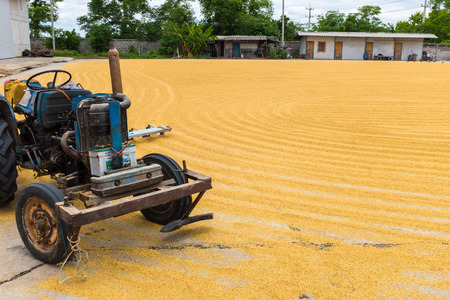 paddy rice with tractorの写真素材