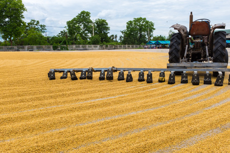paddy rice with tractorの写真素材