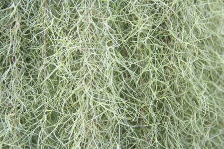 Plant Tangle headの写真素材