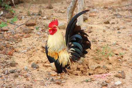 Beautiful Roosterの写真素材