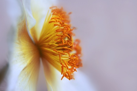 Close-up of a white corn-poppy with a yellow heartの写真素材