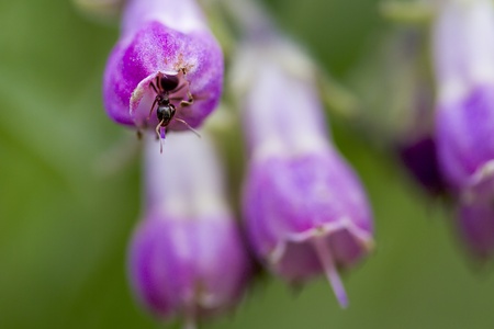 Ant coming out of a flower budの写真素材