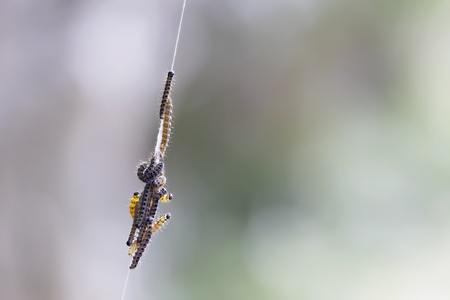 The Hyponomeuta padellus caterpillars, hanging in bunches and strings under the threes they took overの写真素材