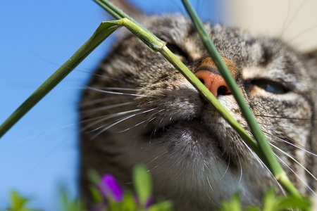 Lovely cat smelling the spring on a city balcony. の写真素材