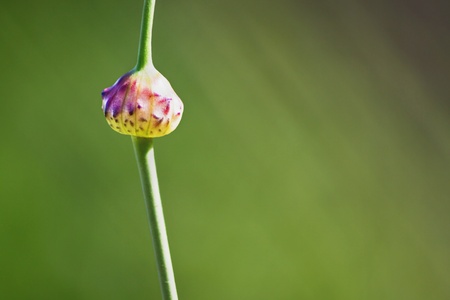 macro shot of a dune onionの写真素材