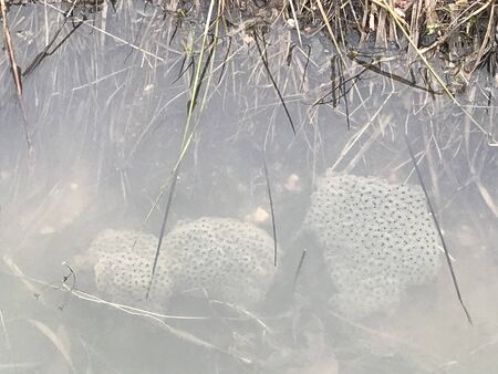 frogspawn in a pond