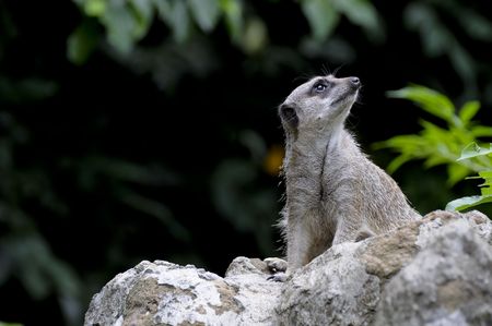 animalの写真素材