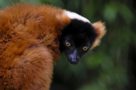 animal