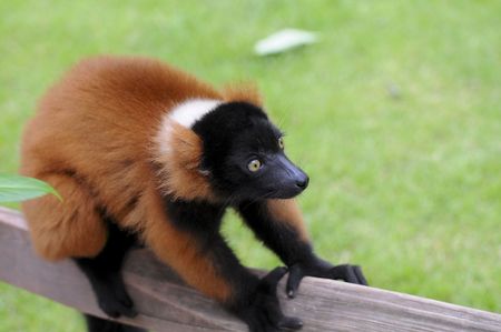 animalの写真素材