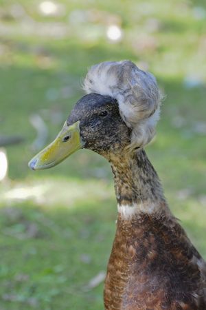 duck with hairの写真素材