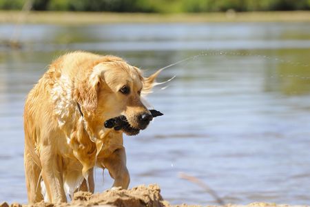 golden dogの写真素材