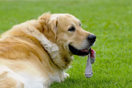 golden dogの写真素材