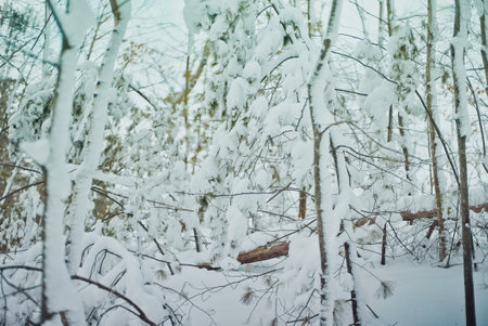 Snowy forest in winter. Beautiful winter landscape with snow covered trees.