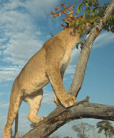 Young lion (Panthera leo) playing in a tree at sunsetの写真素材