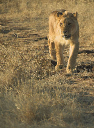 Young lion (Panthera leo) walking through the bush