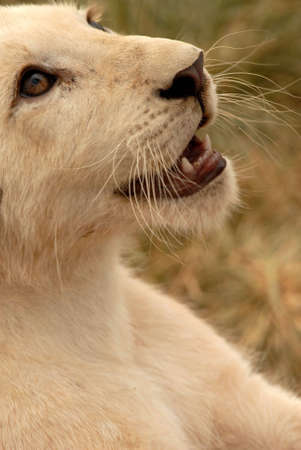 Playful white lion cub (panthera leo), South Africaの写真素材