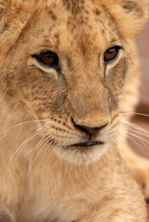 Playful lion cub (panthera leo), South Africaの写真素材