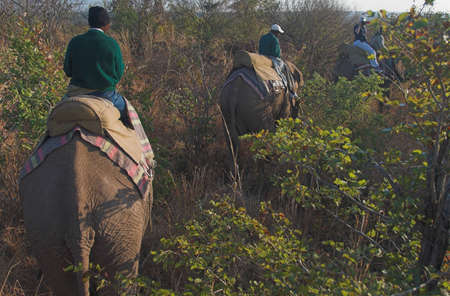 Elephant back safariの写真素材