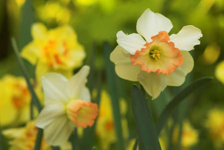 White daffodils (narcissus) with peach colored cup, shallow depth of field focused on pollenの写真素材