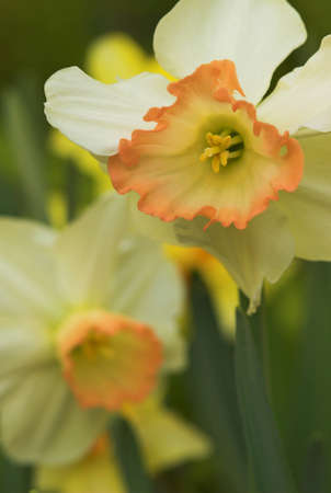 White daffodils (narcissus) with peach colored cup, shallow depth of field focused on pollenの写真素材