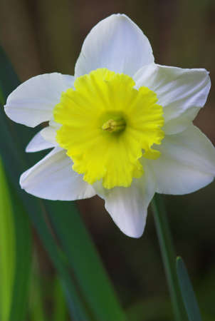 White daffodil (narcissus) with yellow colored cup, shallow depth of field focused on pollenの写真素材