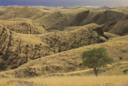 Green tree between rolling hills on the way to Solitaire town, Namibia desertの写真素材