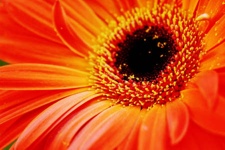 Selective macro focus of the pollen heads and center petals of an orange gerberaの写真素材