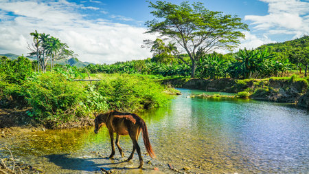 The horse crosses the river in the wilderness on a sunny day, while the warm sun filters through the tall palms and dances on the waterの写真素材