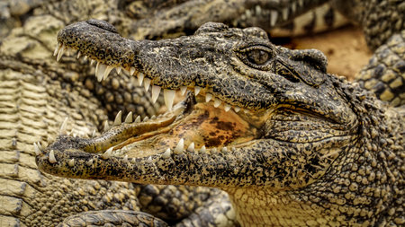 Close-up of a crocodile with its mouth open, showcasing sharp teeth and textured, scaly skin. The detailed shot highlights the animal's rough, patterned hide and intense gazeの写真素材