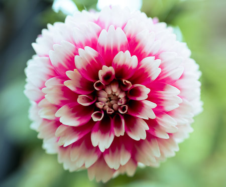 Pink dahlia flower in garden, Thailand. (Selective focus)の写真素材