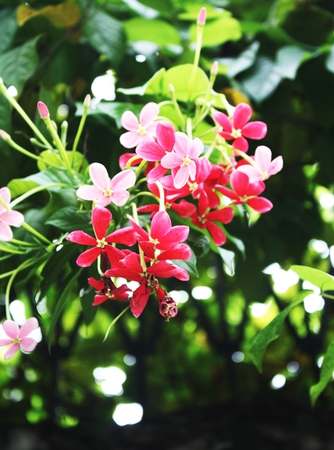 Flowers (Rangoon Creeper)の写真素材