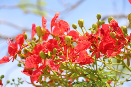 Flam-boyant Peacock red flowers on blue sky backgroundの写真素材