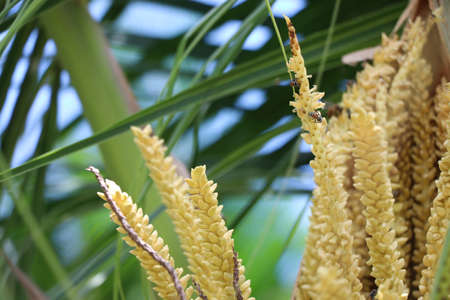 Closed up coconut flowers with insects holding on petals beautiful in the garden