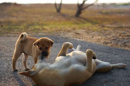 Mother dog and puply domestoc dog take care and protection thier parents so cuteの写真素材