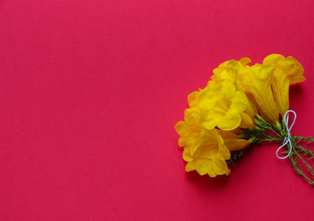 Tong U-rai yellow flowers bouquet put on red backgroundの写真素材