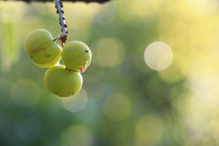 Big Indian Gooseberry freshness and good herb on tree with daylight beautiful backgroundの写真素材
