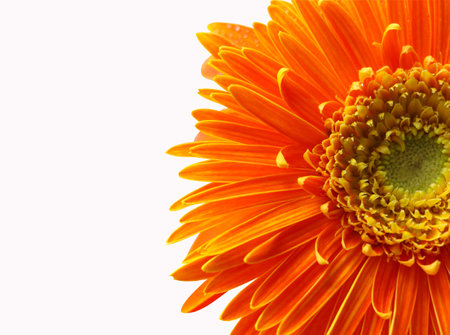 Closed up half of orange Gerbera freshness and bright color on isolated backgroundの写真素材