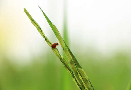 Ladybug, raises its legs to continue walking on the leaves of the rice plantの写真素材