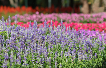 Blue Salvia with colorful flowers blooming in the public garden beautiful backgroundの写真素材