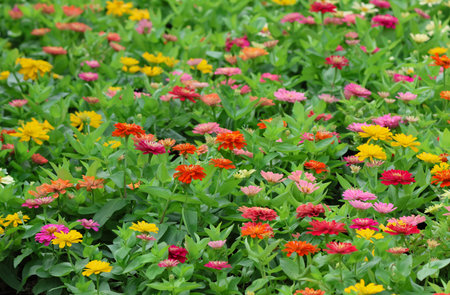 Zinnia flowers of various colors, planted in the garden. Flowers are blooming.の写真素材